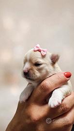 Chihuahua pedigree