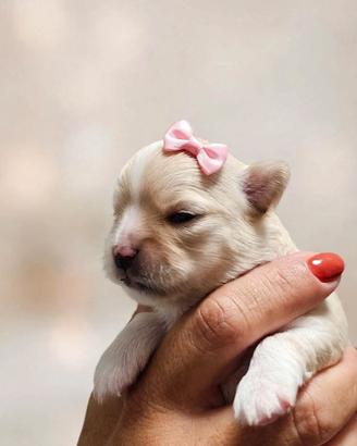 Chihuahua pedigree