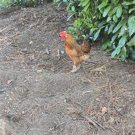 Gallo ornamentale