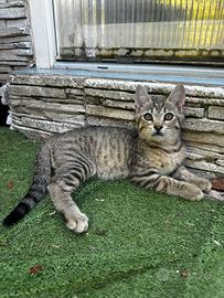 Cucciolo gattino