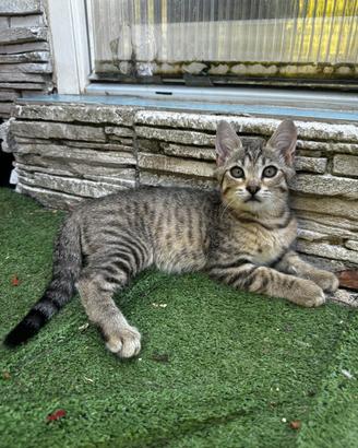 Cucciolo gattino