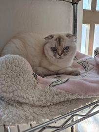 Scottish fold e straight