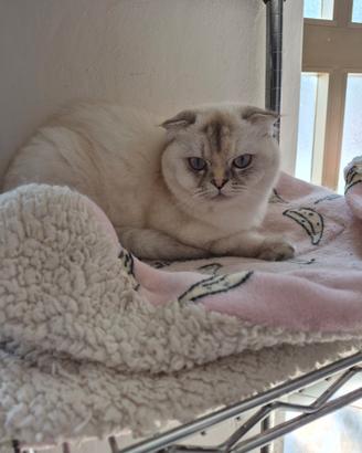 Scottish fold e straight