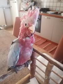 Cacatua rosa allevati a mano