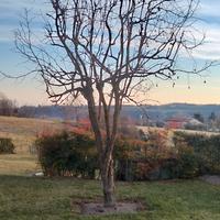 pianta giuggiolo pera giganti