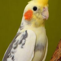 Pappagalli kalopsite