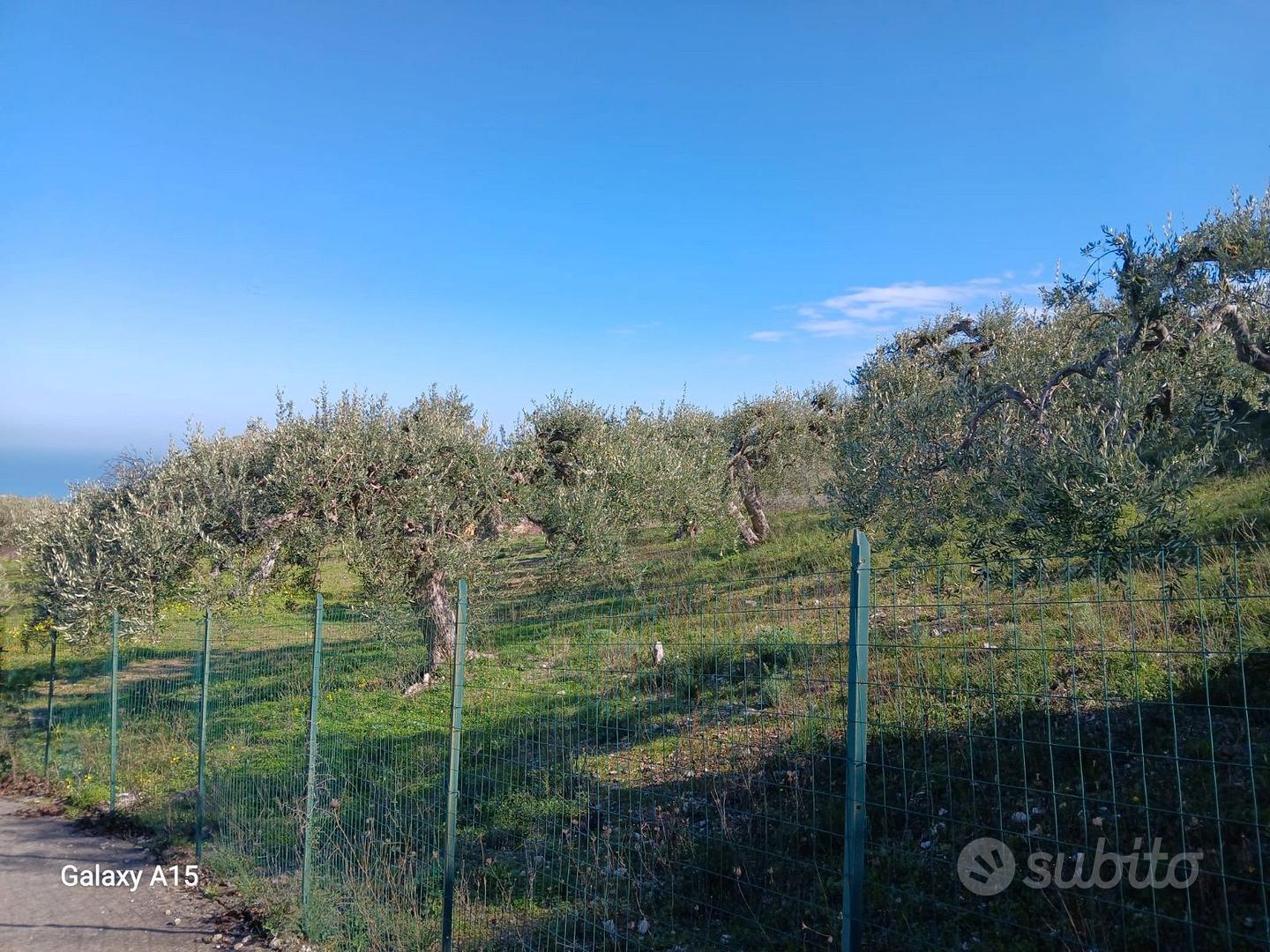 terreno attivato ad uliveto e rudere - Vista 4