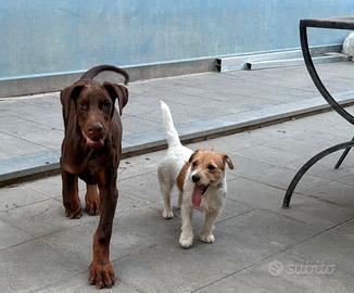 Cucciolo dobermann marrone