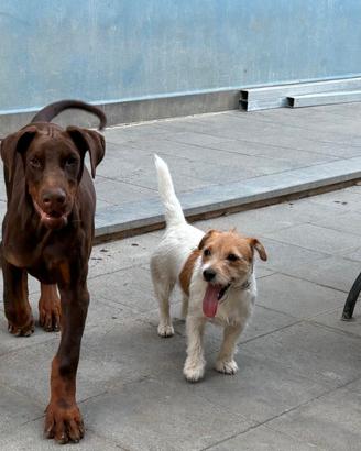 Cucciolo dobermann marrone