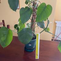 Pianta Monstera