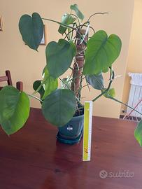 Pianta Monstera