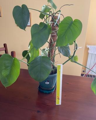 Monstera 60 cm