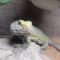 Rettile Lucertola uromastice negrivitas maschio 4