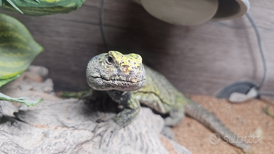 Rettile Lucertola uromastice negrivitas maschio 4