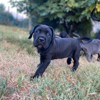 Cane Corso