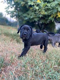 Cane Corso