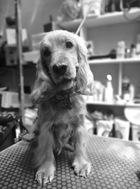 Cocker spaniel Inglese Femmina 17mesi