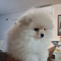 Pomeranian boo