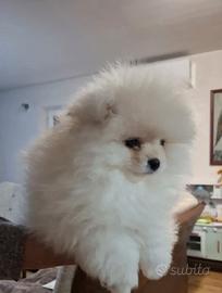 Pomeranian boo