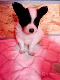 Cuccioli cane razza papillon