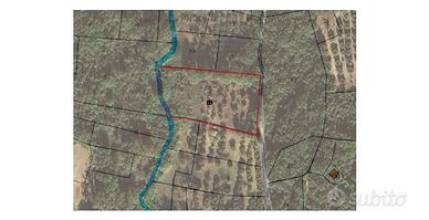 Uliveto in San Giacomo degli Schiavoni