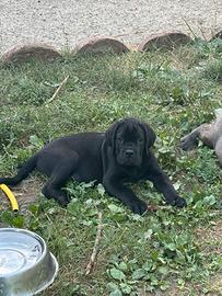 Cuccioli di Cane Corso