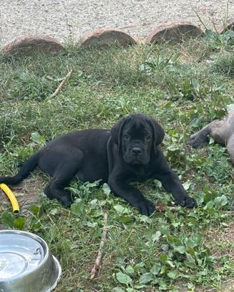 Cuccioli di Cane Corso