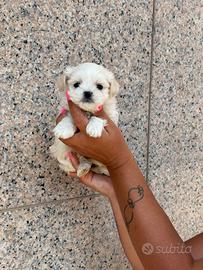 Maltesini miny coreani