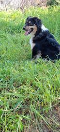 Cuccioli Pastore Australiano 