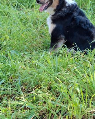 Cuccioli Pastore Australiano 