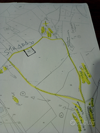 Terreno con quote vigna pecorino. Passerina