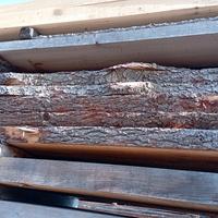 assi cedro del Libano 