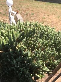 Piante grasse