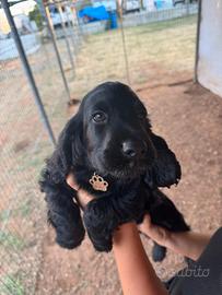 Cuccioli cocker espaniel