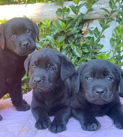 Cuccioli Labrador Retriever neri