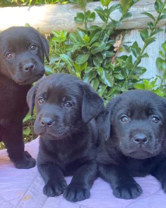 Cuccioli Labrador Retriever neri