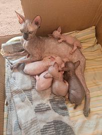 Canadian Sphynx