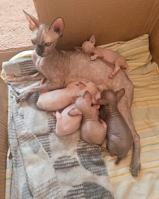 Canadian Sphynx