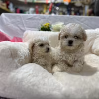 Maltipoo