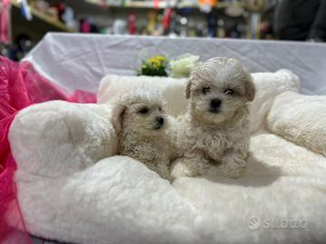 Maltipoo