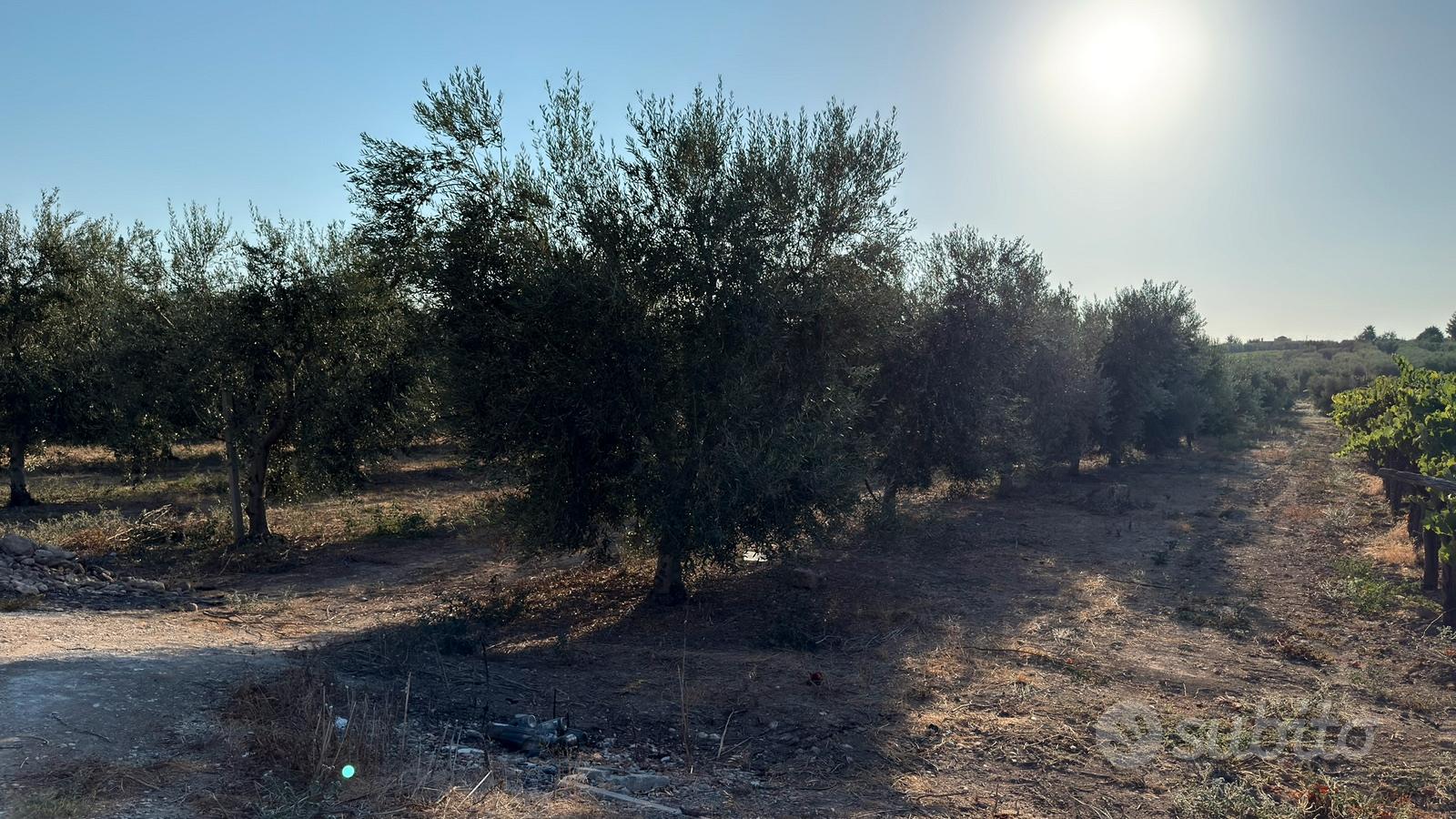 Terreno agricolo - Vista 5
