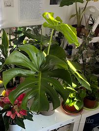 Monstera Deliciosa