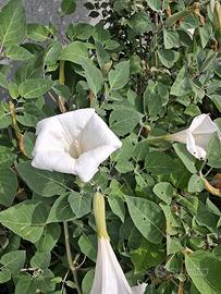 semi di datura bianca