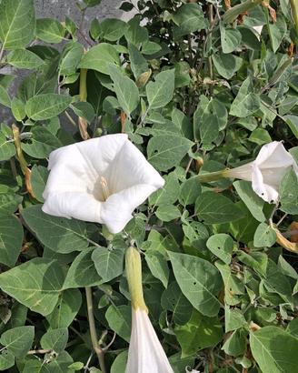 semi di datura bianca