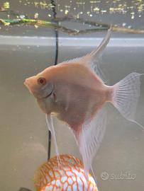 Scalare Albino Rio Japura 17cm maschio