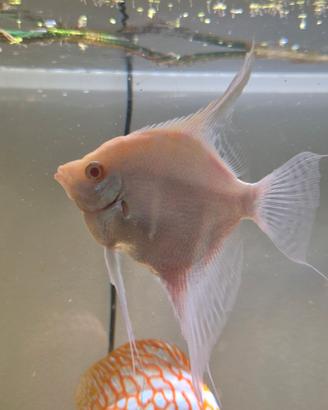 Scalare Albino Rio Japura 17cm maschio