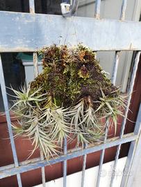 Thillandia Pianta del Vento 