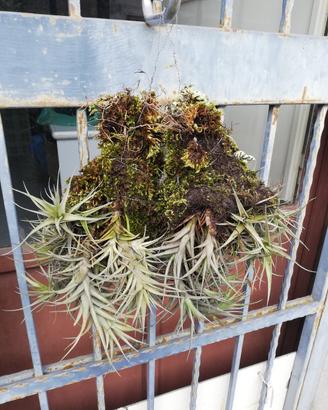 Thillandia Pianta del Vento 