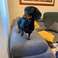 Bassotto nano maschio per accoppiamento