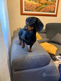 Bassotto nano maschio per accoppiamento